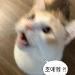 사진 설명